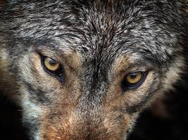 Tierschutz: EU-Parlament macht Weg für mehr Wolfs-Abschüsse frei