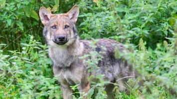 Geringerer Wolfs-Schutz: Reaktionen in Niedersachsen geteilt