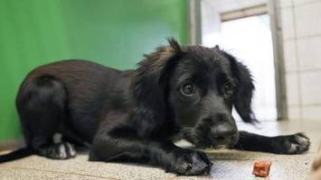 Keine Steuer für Hunde aus Tierheim in Uelzen