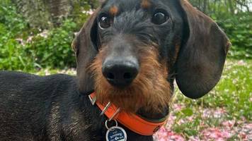 Hundesteuer: Wie hoch die Hundesteuer ist, wer sie zahlen muss und was es zu beachten gibt