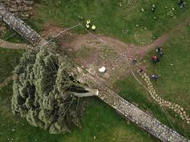 prozess um „sycamore gap tree“: zwei männer „auf einer idiotischen mission“
