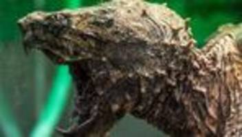Ausgesetztes Tier: Riesige Schildkröte bei Kanalarbeiten entdeckt