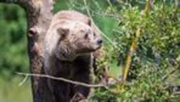 bärenverdacht: schafrisse und spuren im schnee: bär in tirol vermutet
