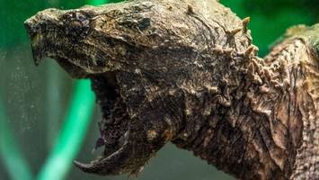Riesige Schildkröte bei Kanalarbeiten entdeckt