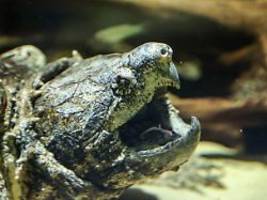 Enorme Beißkraft: Kanalarbeiter entdecken gefährliche Riesenschildkröte