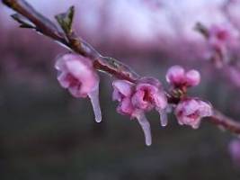 Gartenkalender beachten: Im Mai Pflanzen vor Nachtfrösten schützen