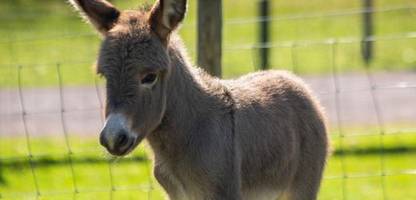 schottland: warum dieser esel zwei mütter hat
