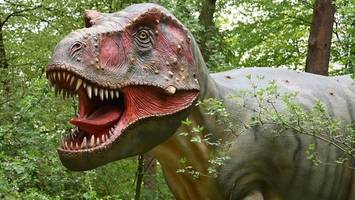 Wildpark-Dinos: Wie lange sie bleiben, wo Kletterverbot herrscht