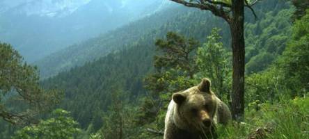 Bär reißt Schafe in Tirol – und nähert sich der bayerischen Grenze