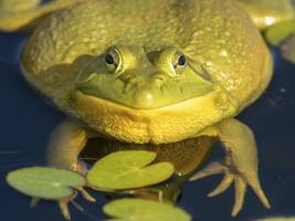 Ochsenfrösche: „Ein guter Schütze trifft einen Frosch aus zehn Metern Entfernung in den Kopf“