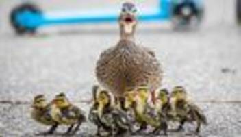 tierisch kurios: küken on tour: wie man entenfamilien sicher hilft