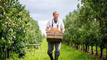 Altes Land: Warum die Obstbäume auf den Plantagen so mini sind