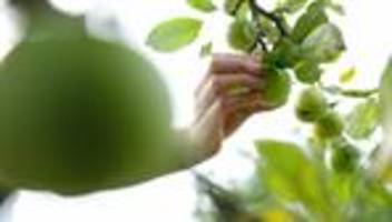 Diebstahl: Mehr als ein Dutzend Apfelbäume aus Garten gestohlen