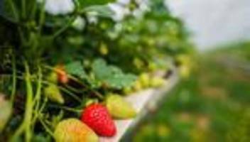 Sommerobst: Gut ein Drittel der Erdbeeren reift unter Abdeckung