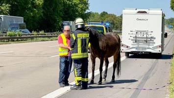 A7: Pferd wird bei Unfall mit fünf Fahrzeugen schwer verletzt