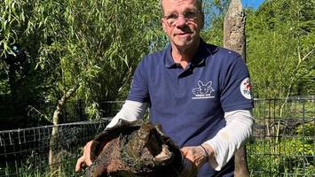 Gefährliche Geierschildkröte Gabi „ist wie ein Sechser im Lotto“