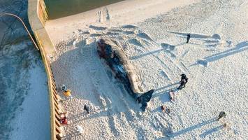Mehr Wale in Ost- und Nordsee