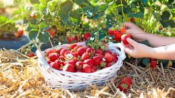 Hier können Sie in Berlin und Brandenburg Erdbeeren pflücken