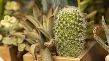 dornige Überlebenskünstler: wo 1000 kakteen auf bewunderer warten