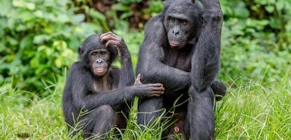 Schimpansen reinigen sich nach dem Sex mit Blättern
