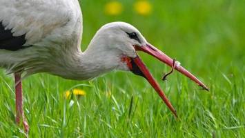 drama im horst: storch frisst drei frisch geschlüpfte küken auf