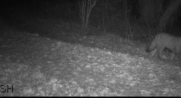Seltene Wildkatze im Süden Schleswig-Holsteins nachgewiesen