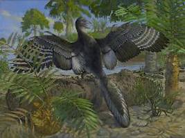 präzise analyse der anatomie: neuer hinweis, dass archaeopteryx fliegen konnte