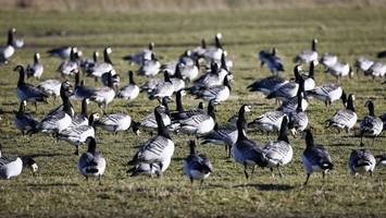 12 Gänse geköpft: Peta setzt 1000 Euro Kopfgeld auf Tiermörder aus