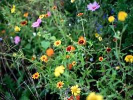 Kornblumen, Klatschmohn und mehr: So legt man eine Wildblumenwiese an