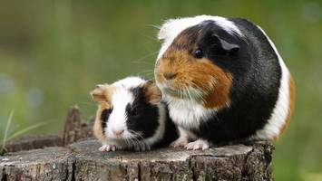Hildesheim: 14 Meerschweinchen mit Luftgewehr erschossen