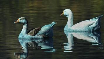 blau gefärbte enten in brasilien aus teich gerettet