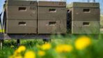 hafenhonig aus ostfriesland: warum in niedersachsens häfen jetzt bienen arbeiten