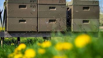 warum in niedersachsens häfen jetzt bienen arbeiten