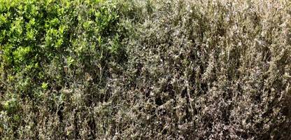 Garten: Buchsbaumzünsler bekämpfen - Was hilft gegen die Raupen?