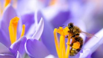 Das sind die wichtigsten Gefahren für Bienen und andere Bestäuber
