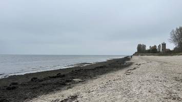 Urlaub an der Ostsee: Braunalge breitet sich weiter aus