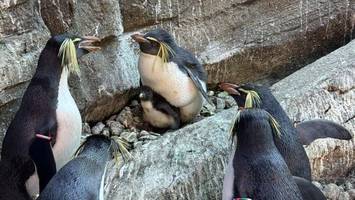 neuer star im zoo berlin? nachwuchs bei den pinguinen geschlüpft