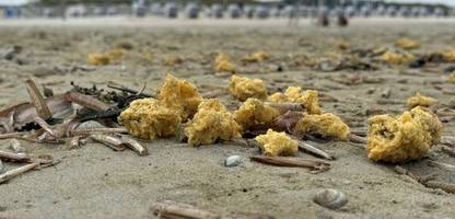 nordsee: gelbe, wachsartige klumpen an ostfriesischen stränden entdeckt