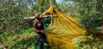 Olivenöl: Warum es jetzt wieder günstiger wird