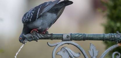 Tauben vertreiben: Was Sie gegen die Vögel auf Balkon oder Terrasse tun können