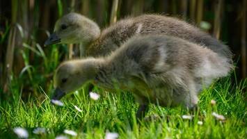 grausame tat auf föhr: tierquäler köpft gänse – polizei ermittelt