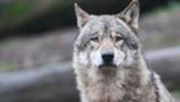 wildtiere: ministerium: wolf bei donaueschingen ist sesshaft