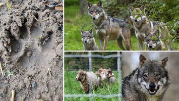 Rückkehr des Wolfs: Was seit 2011 im Süden Hamburgs geschah