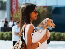 Studie über Motive der Halter: Warum Hunde sogar besser als Kinder sind