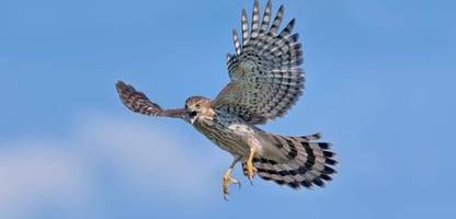 Kluger Greifvogel: Rundschwanzhabicht nutzt rote Ampelphase zur Jagd auf Spatzen