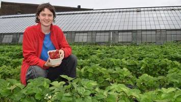 Erdbeeren selber pflücken: Der Start wird besonders süß
