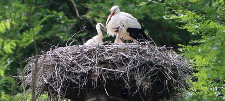 weitere storchenbabys gesichtet: hoffnung für die augsburger wildstörche