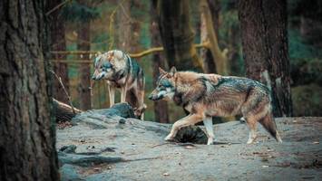 Hotspot: Sieben schnelle Fakten zu Wölfen südlich von Hamburg
