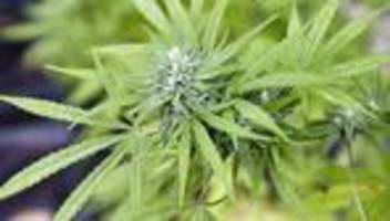 festnahme: 17-jähriger hat marihuana-aufzucht im zimmer - durchsuchung
