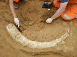 Funde aus der Steinzeit: Mammutzahn auf Großbaustelle entdeckt